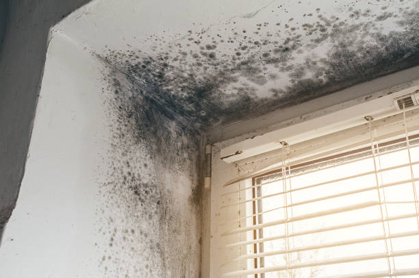 Affordable Basement Mold Removal solutions in Dayton, NJ